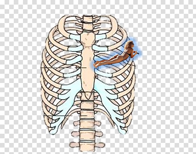 Rib Cage Human Skeleton Sternum Anatomy ADAN Transparent Background PNG Clipart HiClipart