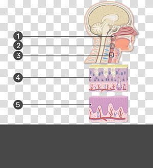 Pharynx Adenoid Epithelium Tonsil Histology Goblet Cell Carcinoid