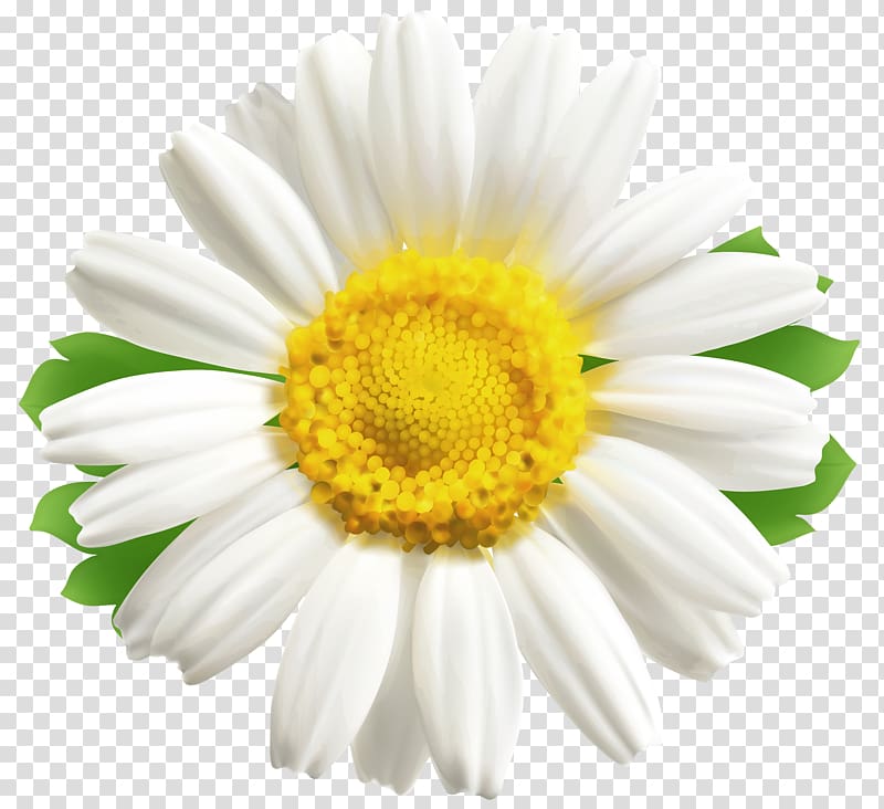 Common Daisy Flower Desktop Daisys Transparent Background PNG Clipart