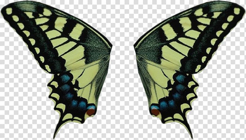 Swallowtail butterfly Old world swallowtail Insect Wing, butterfly transparent background PNG clipart