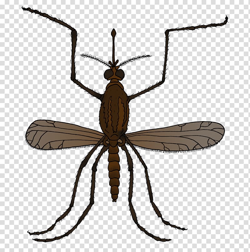 Insect Mosquito Natural environment Environmental education Fly, insect transparent background PNG clipart