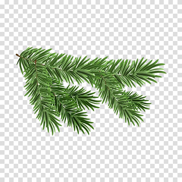 green leaf illustration, White spruce Branch , tree top view transparent background PNG clipart
