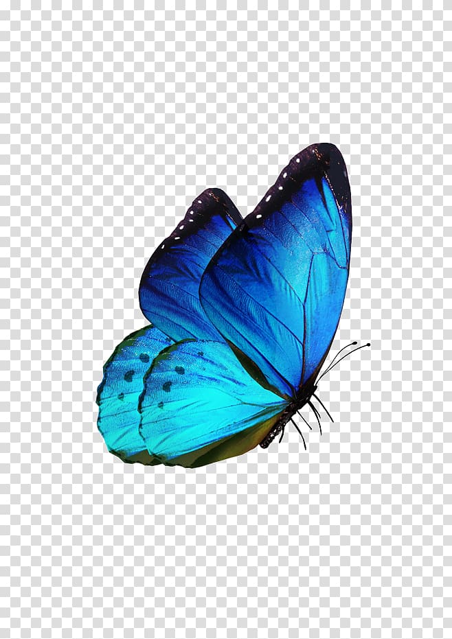 blue butterfly png