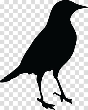 Common blackbird Drawing , Bird transparent background PNG clipart thumbnail