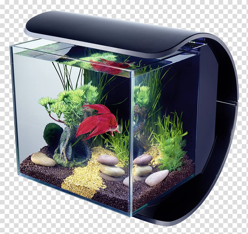 Siamese fighting fish Light-emitting diode Aquarium Lighting, betta transparent background PNG clipart