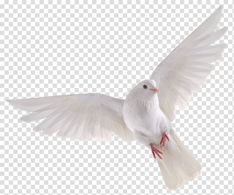 white dove flying, Bird , DOVE transparent background PNG clipart