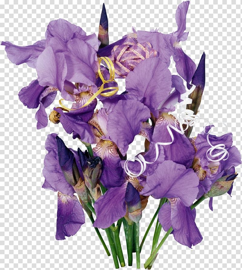 Cut flowers Irises Wall iris Flower bouquet, iris transparent background PNG clipart