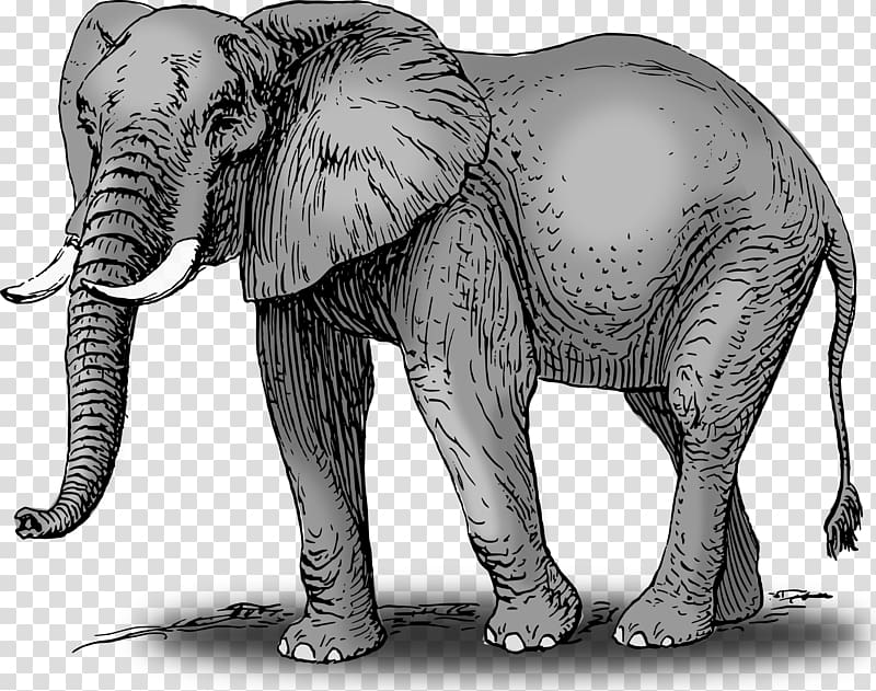 African bush elephant Asian elephant , Elephant transparent background PNG clipart