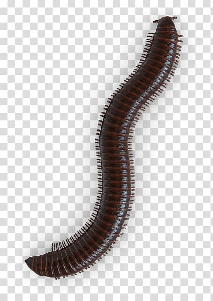 Cockroach Millipedes Centipedes Baygon Mosquito, cockroach transparent background PNG clipart