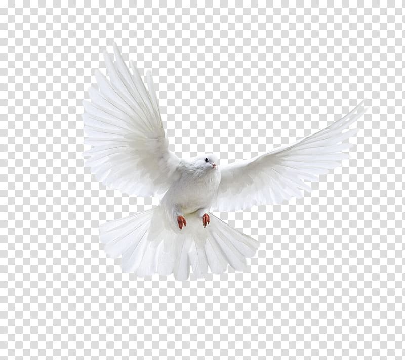 flying white pigeon, Bird Poster, White flying pigeon transparent background PNG clipart