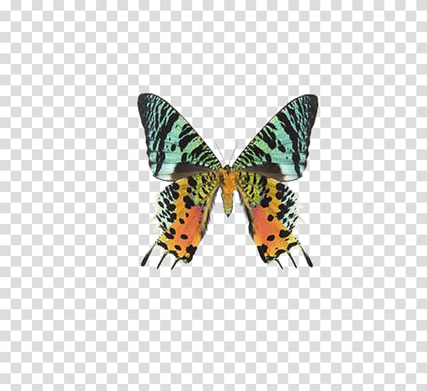 Butterfly Uraniinae Chrysiridia rhipheus Moth , Beautiful butterfly transparent background PNG clipart