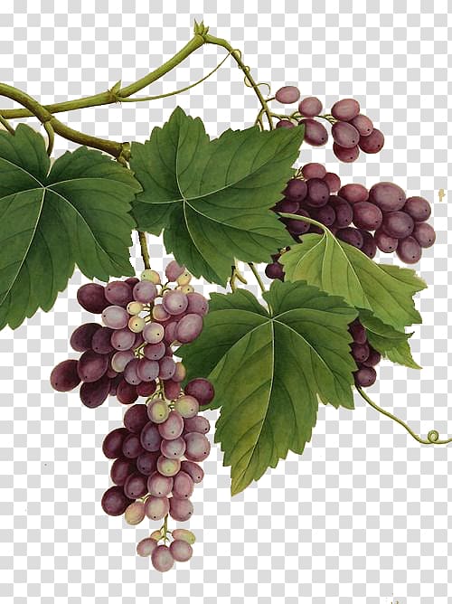grapes , Red Wine Common Grape Vine Vintage, Painted a large grape vine Realism transparent background PNG clipart