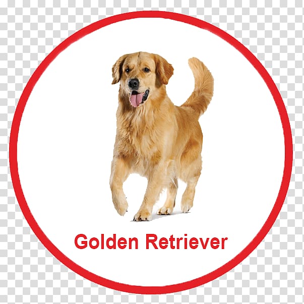 Golden Retriever Nova Scotia Duck Tolling Retriever Puppy Dog breed Poodle, golden retriever transparent background PNG clipart