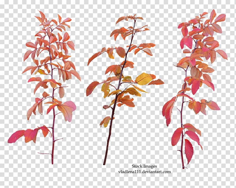 Twig Leaf Branch Tree, autumn branches transparent background PNG clipart