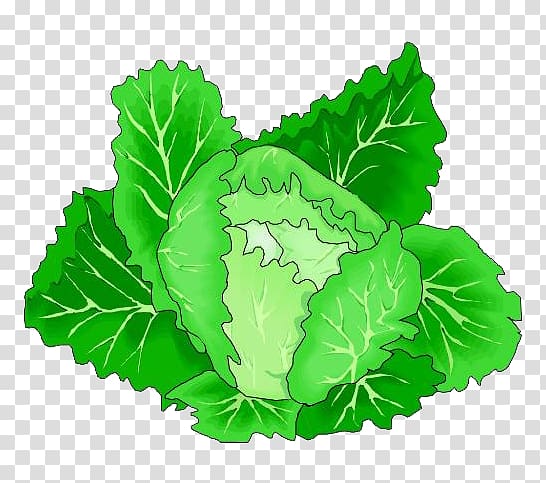 Leaf vegetable Cabbage , Cartoon green cabbage vegetables transparent background PNG clipart