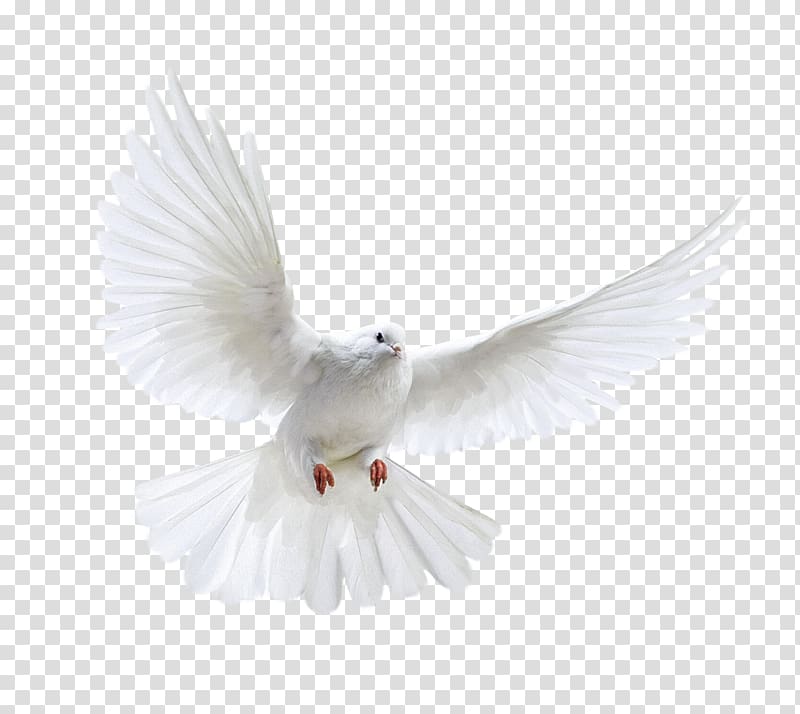 Columbidae Domestic pigeon Bird Release dove, Bird transparent background PNG clipart