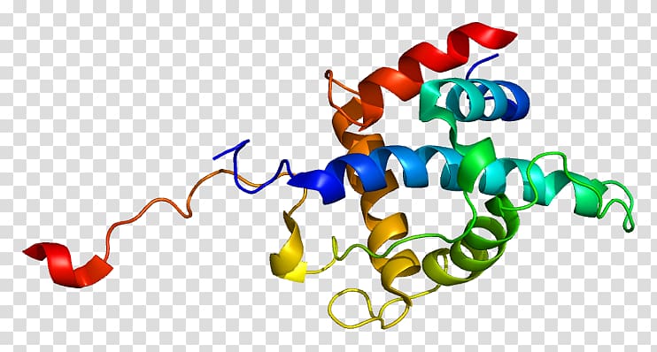 CITED2 Gene LHX2 AP endonuclease Melanocyte-stimulating hormone, others transparent background PNG clipart