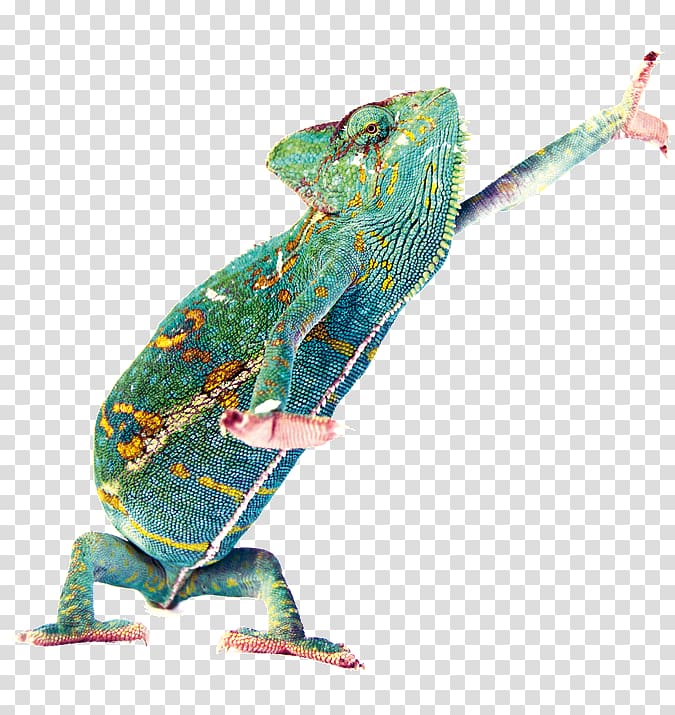 Chameleons Iguanas, website fotolia transparent background PNG clipart