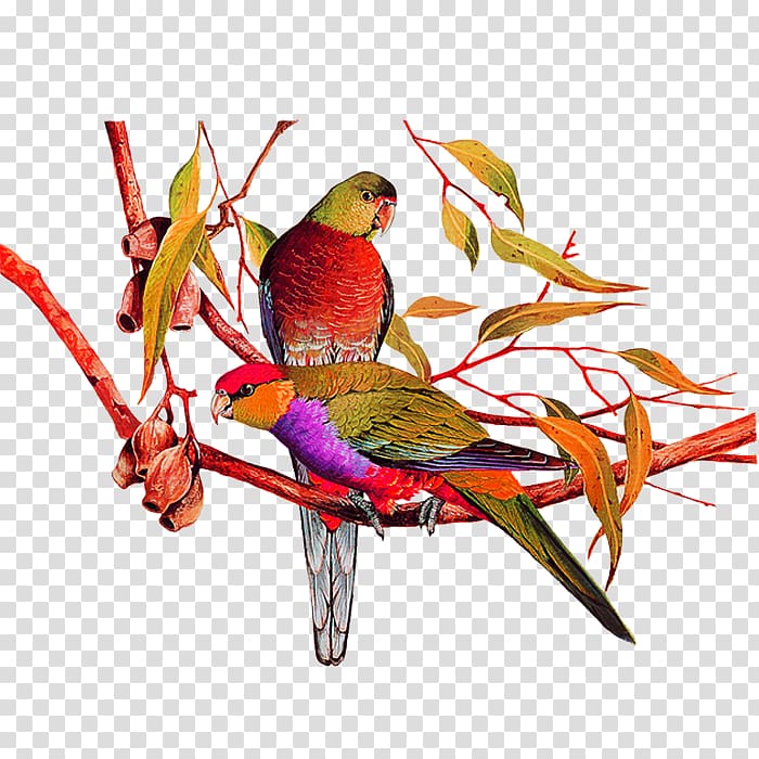 Bird Amazon parrot Painting, parrot transparent background PNG clipart