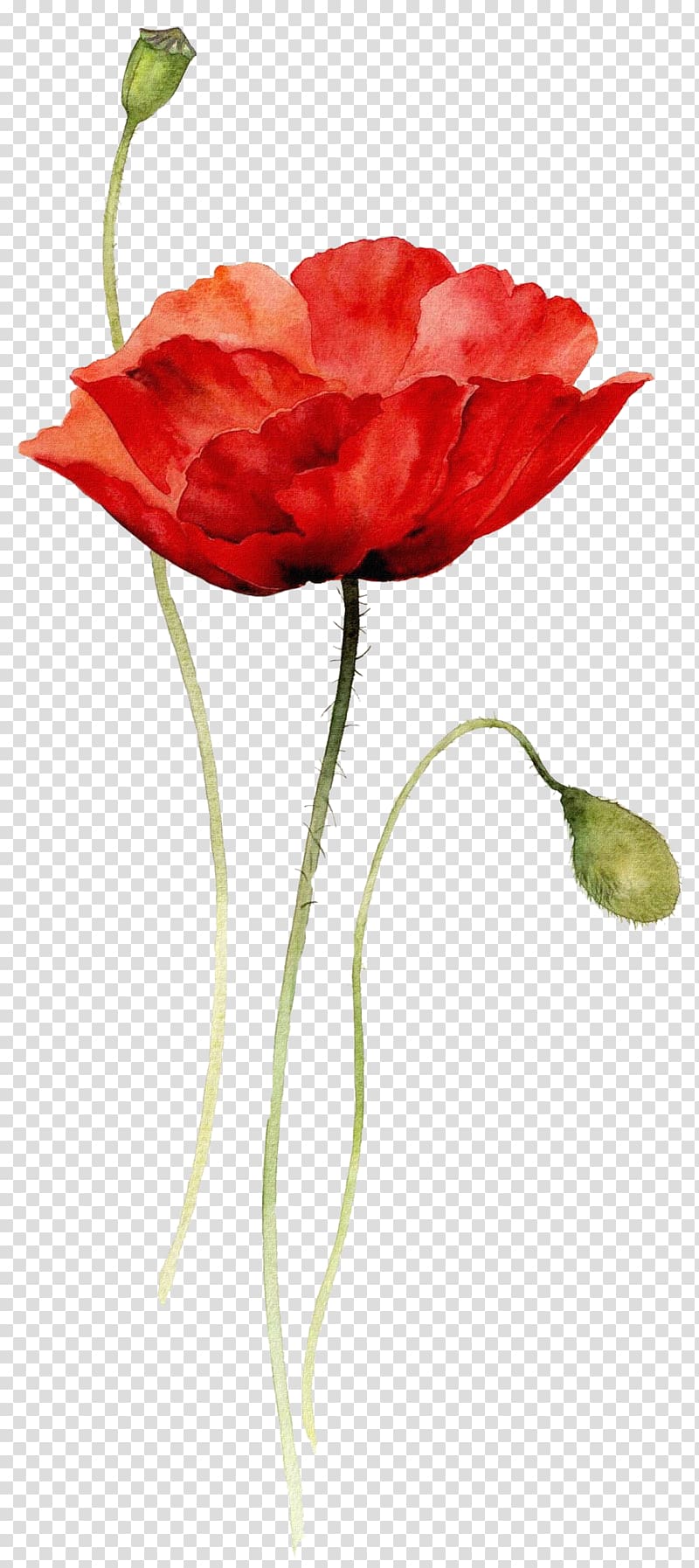 red flower , Watercolor painting Drawing Flower Poppy, watercolor flowers transparent background PNG clipart