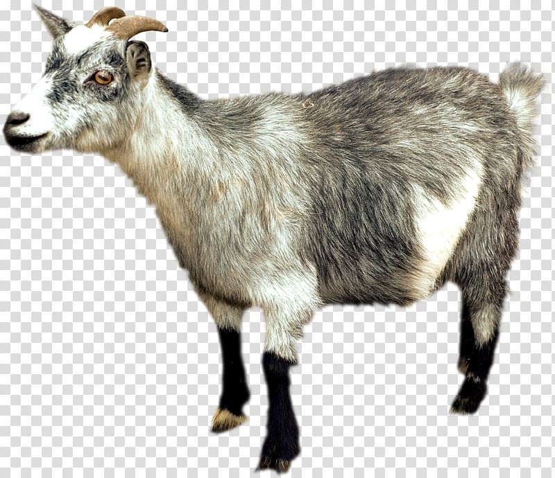 Goat transparent background PNG clipart | HiClipart