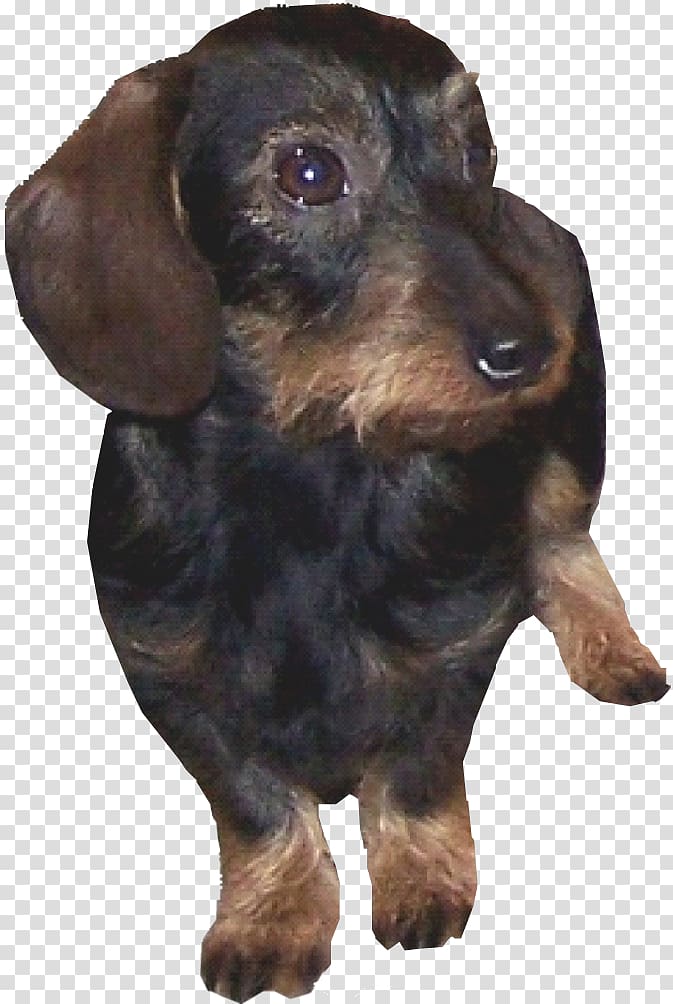 Dachshund Field Spaniel Austrian Black and Tan Hound Puppy Dog breed, puppy transparent background PNG clipart