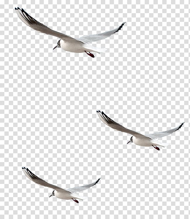 Bird Adobe shop Portable Network Graphics Psd, Bird transparent background PNG clipart