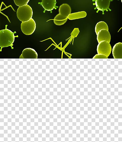 Bacteriophage Bacterial cell structure Virus, microscope transparent background PNG clipart