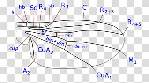 Organism Line Point Angle, line transparent background PNG clipart thumbnail