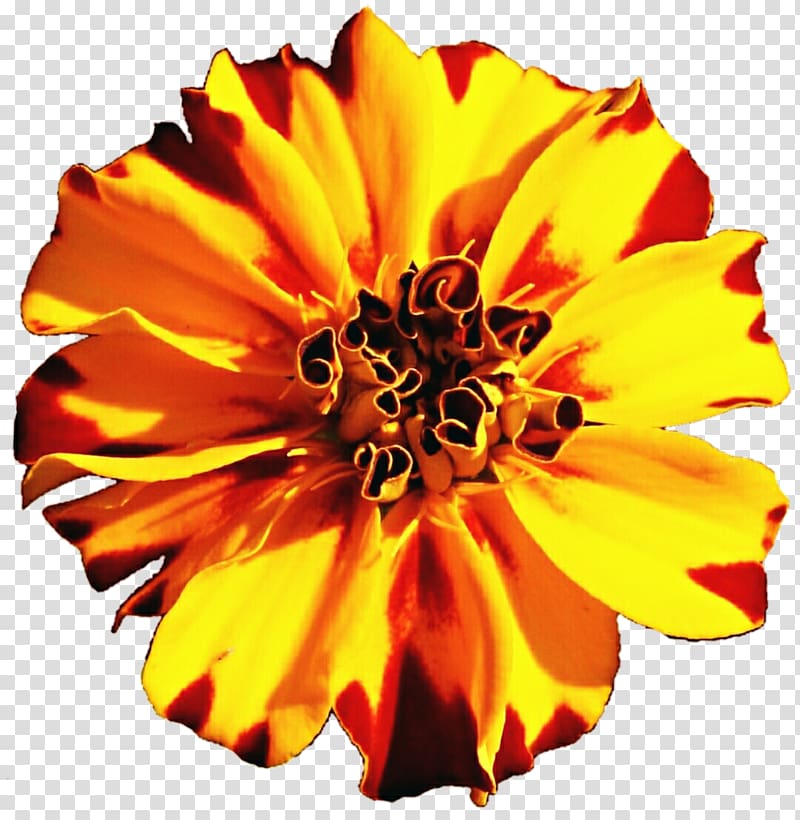 Mexican marigold Flower Tagetes lucida Annual plant , marigold transparent background PNG clipart