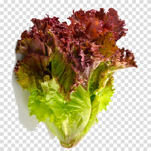 Red leaf lettuce Romaine lettuce Vegetable Salad, vegetable transparent background PNG clipart