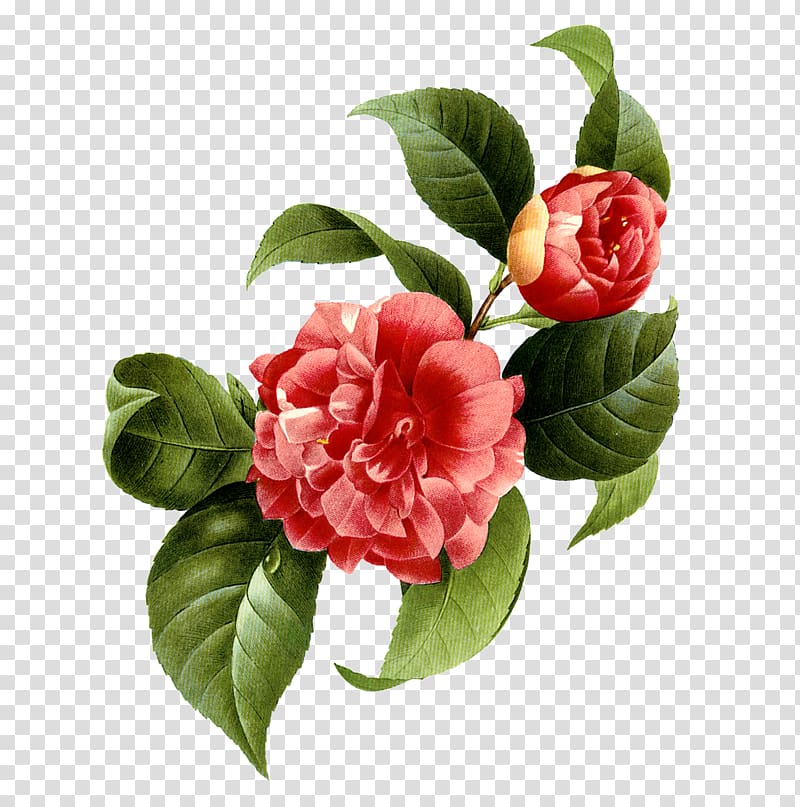 red petaled flowers illustration, Japanese camellia Flower , Red flowers transparent background PNG clipart