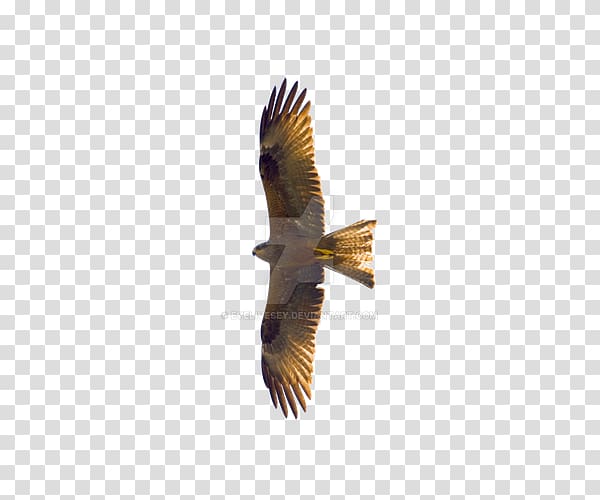 Flying Eagles transparent background PNG clipart