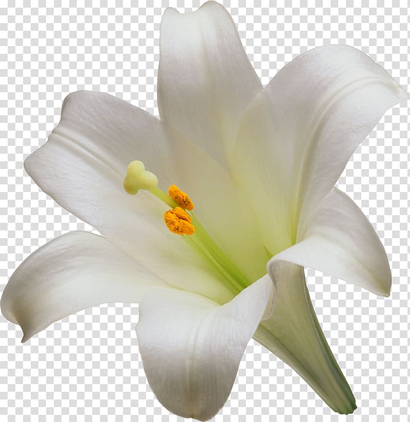 Lilium candidum Easter lily Artificial flower Garden Lilies, callalily transparent background PNG clipart