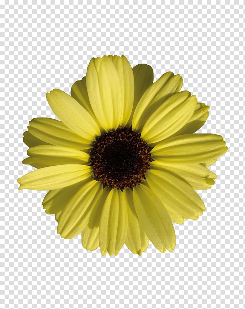 Common sunflower Marguerite daisy Transvaal daisy Common daisy, flower transparent background PNG clipart