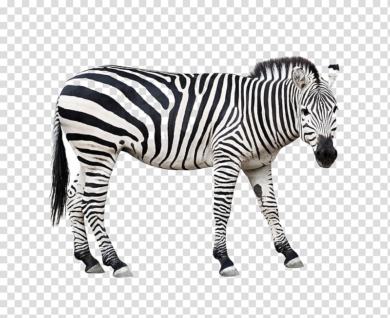 zebra animal illustration, Burchell\'s zebra Animal Horse Wildlife, zebra transparent background PNG clipart