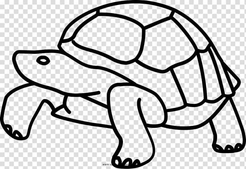 Galápagos Islands Tortoise Turtle Drawing , turtle transparent background PNG clipart