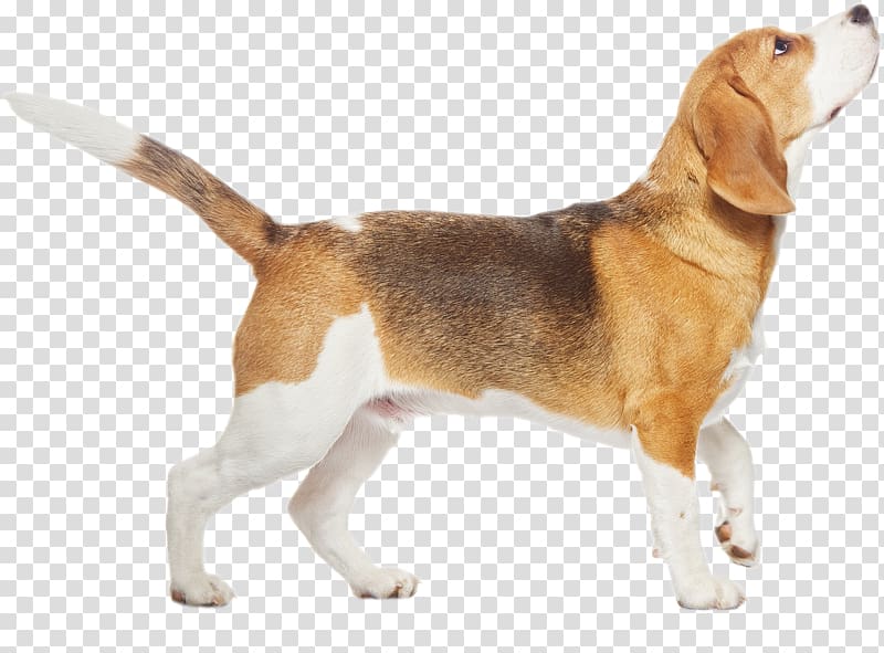 Beagle Black and Tan Coonhound Puppy Pet, dogs transparent background PNG clipart