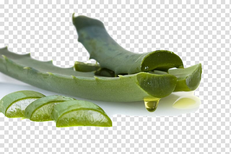 Aloe vera Dietary supplement Gel Candelabra aloe Oil, oil transparent background PNG clipart