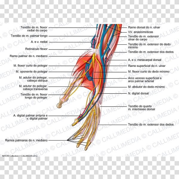 Nerve Nervous system Hand Organ system Blood vessel, hand transparent background PNG clipart