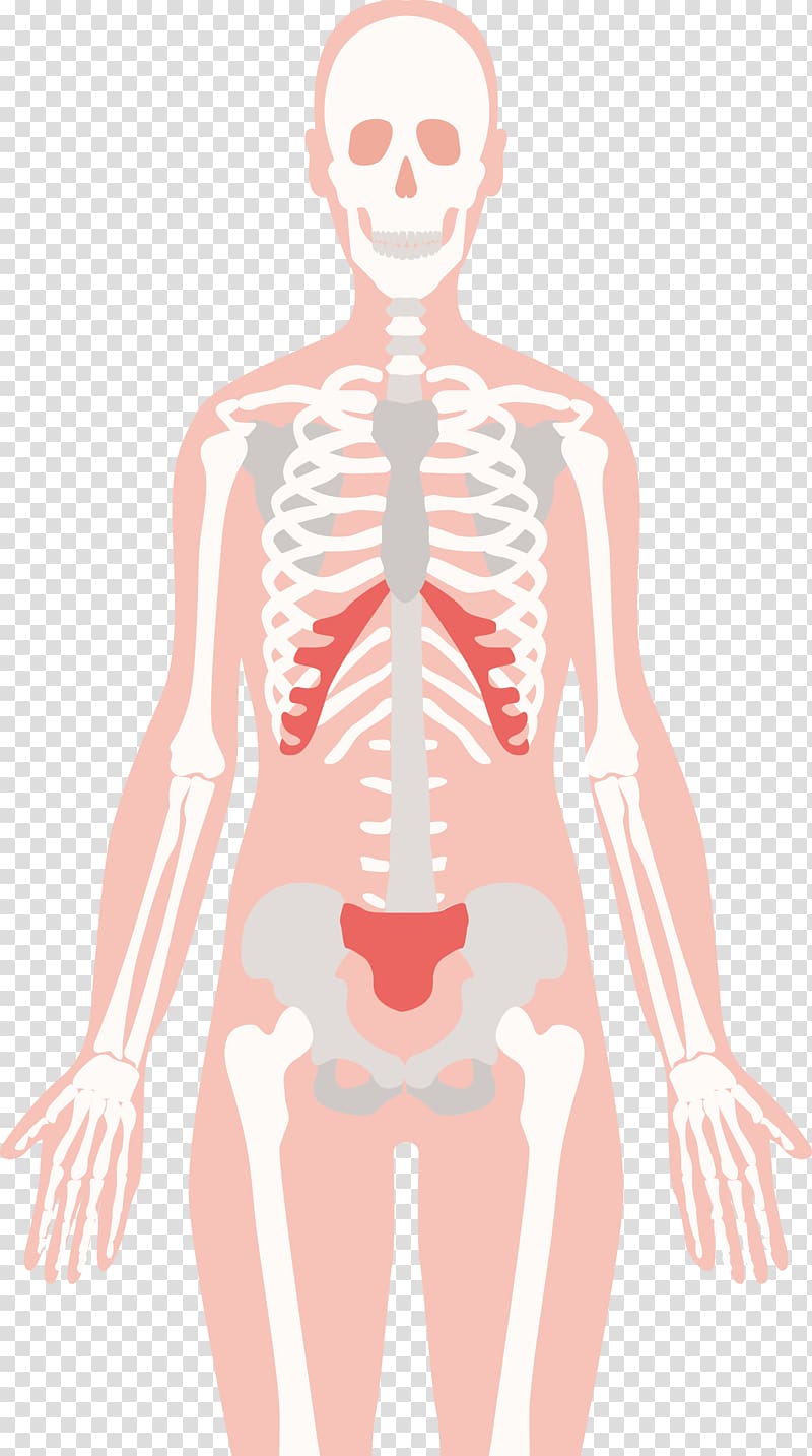Human skeleton Human body Bone Euclidean , Human skeleton design transparent background PNG clipart