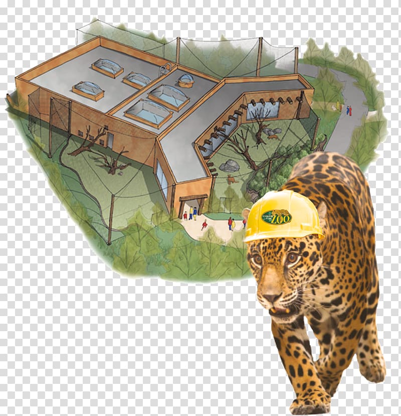 Tiger Trail of the Jaguar Elmwood Park Zoo, tiger transparent background PNG clipart