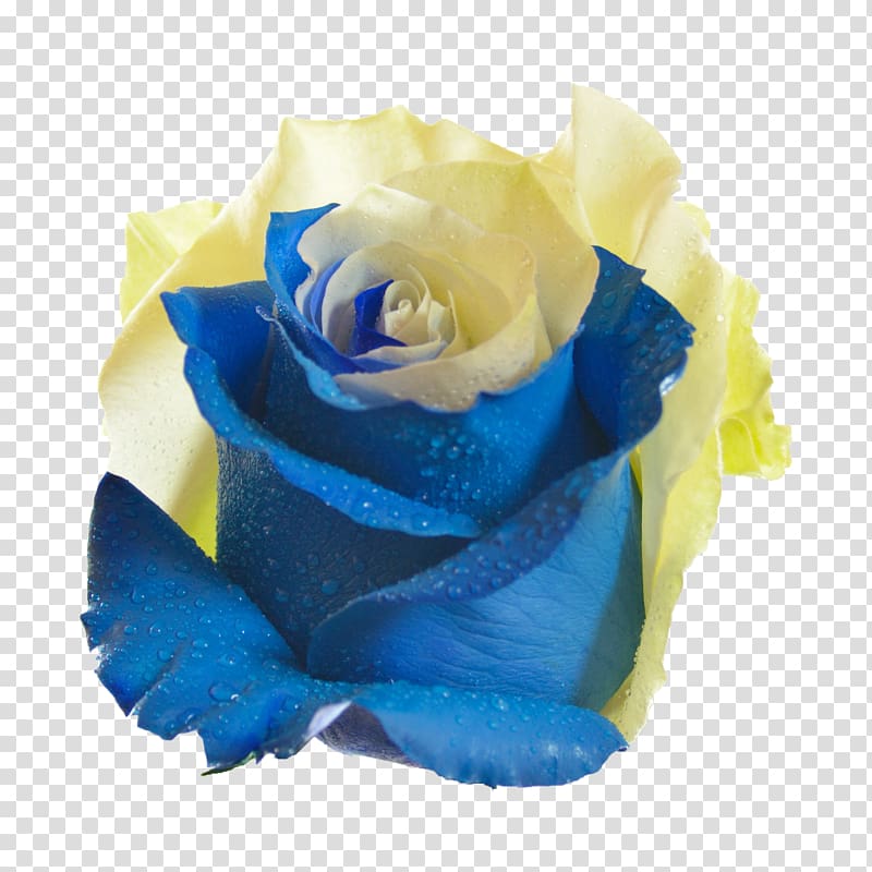 Blue rose Garden roses Flower Centifolia roses, yellow blue transparent background PNG clipart