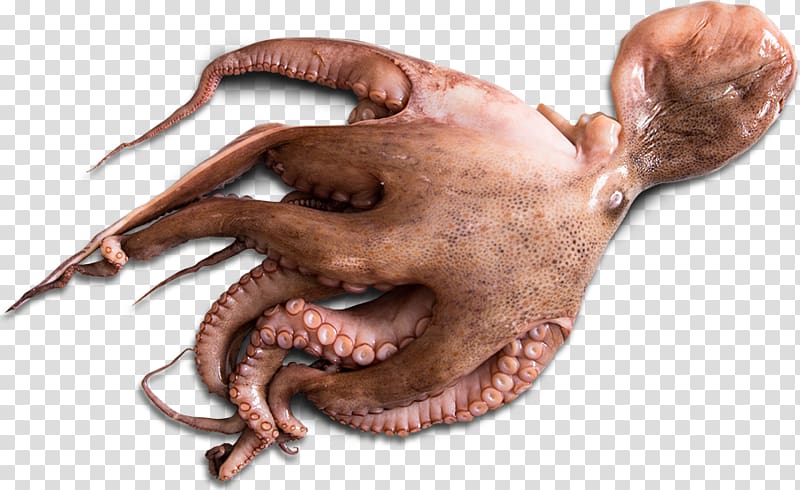 Blue-ringed octopus Squid Giant Pacific octopus Food, Powder transparent background PNG clipart
