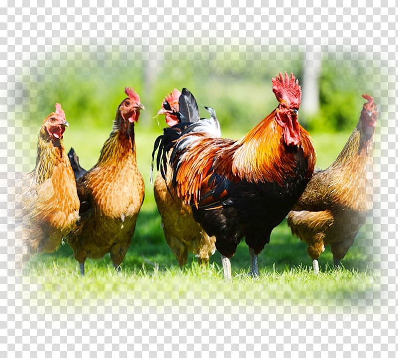 Chicken Cattle Poultry farming Live, rooster transparent background PNG clipart