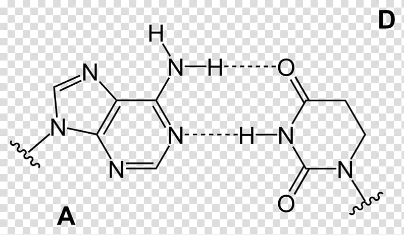 Base pair GC-content Hydrogen bond Adenine Guanine, others transparent background PNG clipart