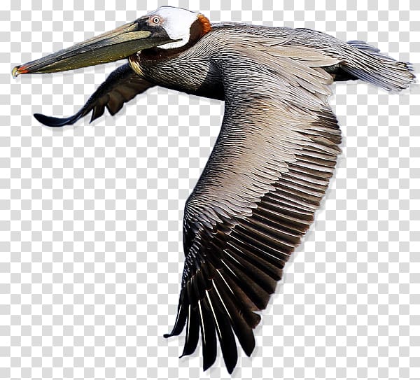 Bird American white pelican , Pelican transparent background PNG clipart