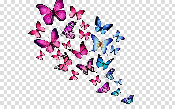 Desktop Butterfly Color , butterfly transparent background PNG clipart