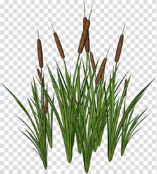 Internet Scirpus TinyPic, saz transparent background PNG clipart