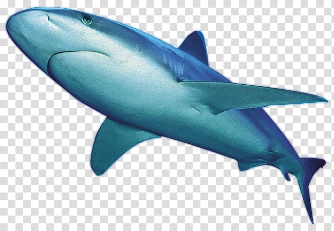 Great white shark Whale shark International Shark Attack File , K7 transparent background PNG clipart
